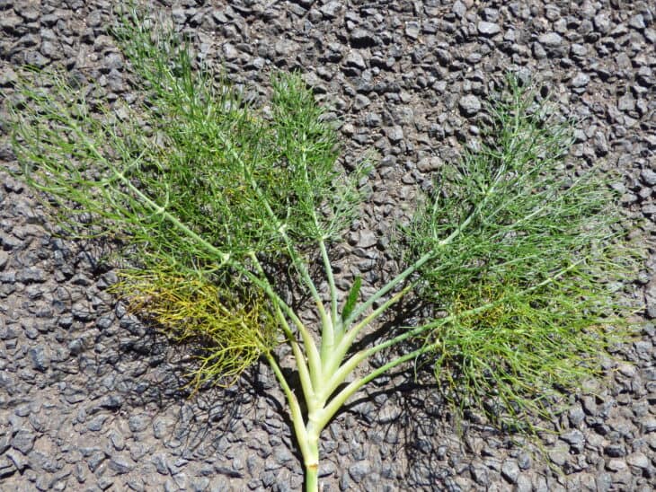 Fennel - Foeniculum vulgare