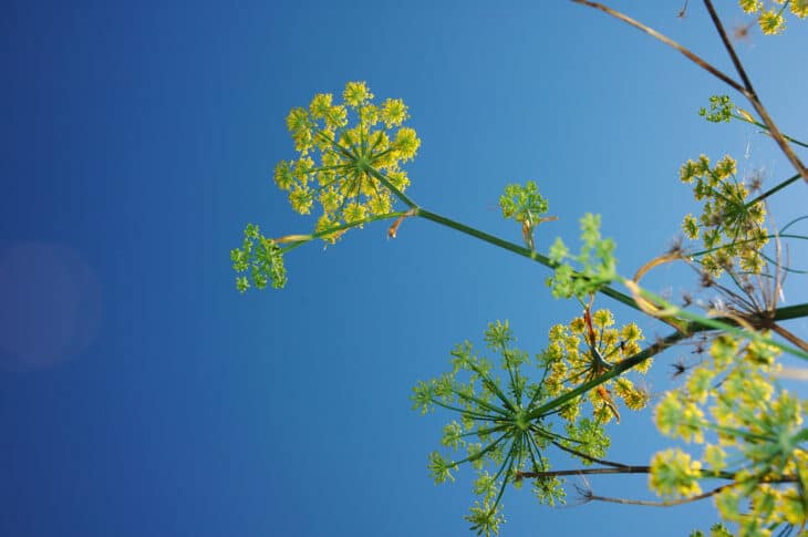 Fennel - Foeniculum vulgare