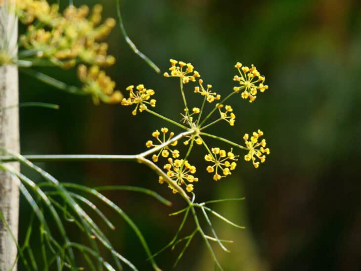 Fennel - Foeniculum vulgare