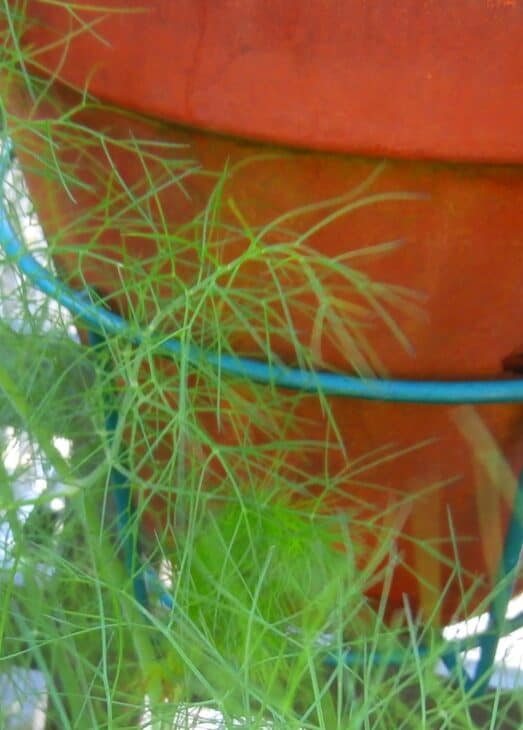 Fennel - Foeniculum vulgare