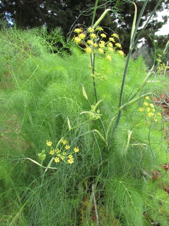 Fennel - Foeniculum vulgare