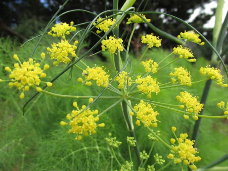 Fennel - Foeniculum vulgare