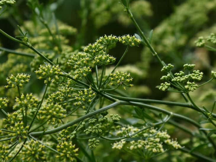Fennel - Foeniculum vulgare