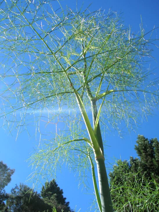 Fennel - Foeniculum vulgare
