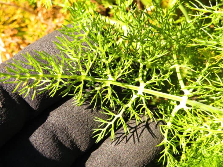 Fennel - Foeniculum vulgare