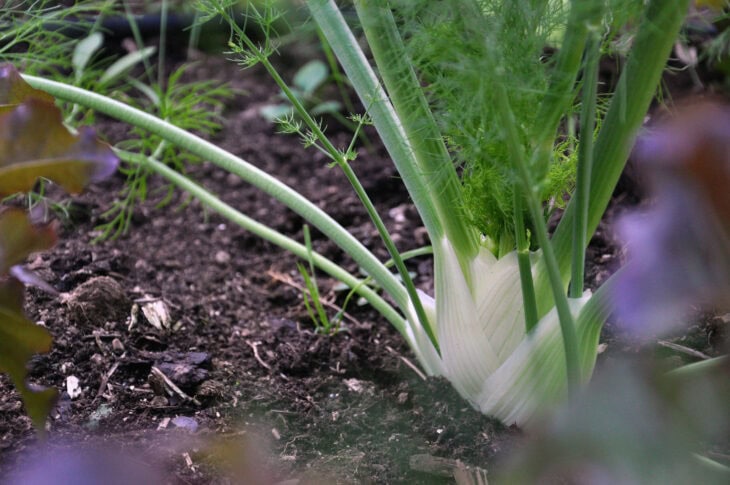 Fennel - Foeniculum vulgare