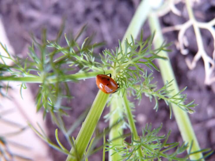 Fennel - Foeniculum vulgare