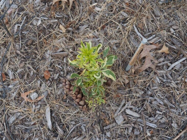 Five-fingered Aralia - Eleutherococcus sieboldianus