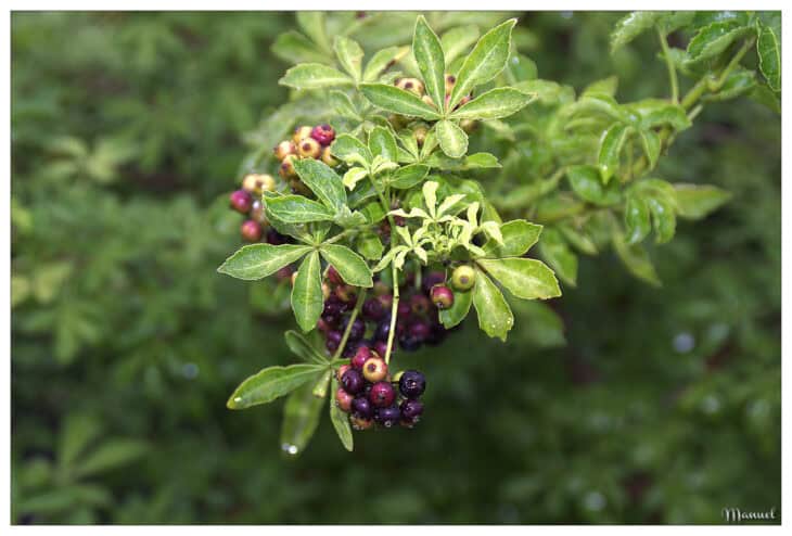 Five-fingered Aralia - Eleutherococcus sieboldianus