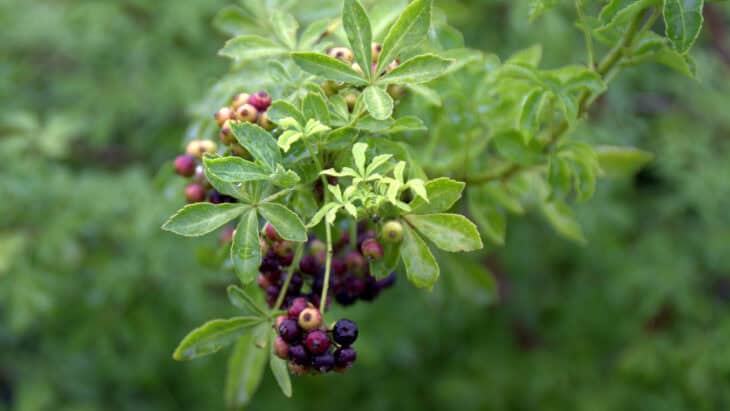 Five-fingered Aralia - Eleutherococcus sieboldianus