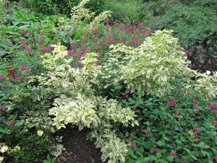 Five-fingered Aralia - Eleutherococcus sieboldianus