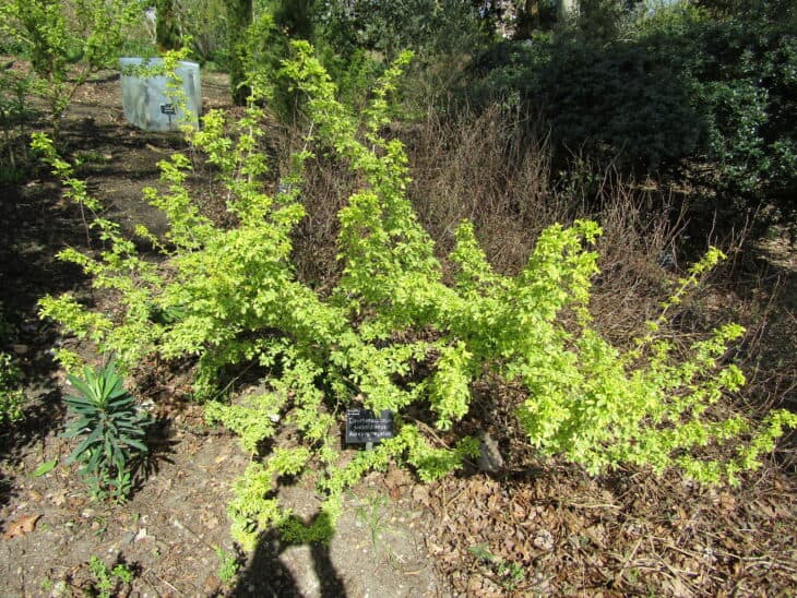 Five-fingered Aralia - Eleutherococcus sieboldianus
