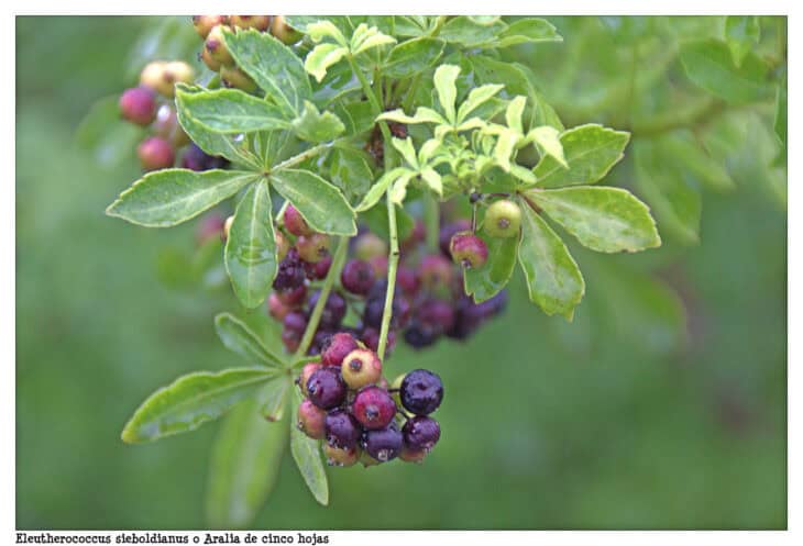 Five-fingered Aralia - Eleutherococcus sieboldianus