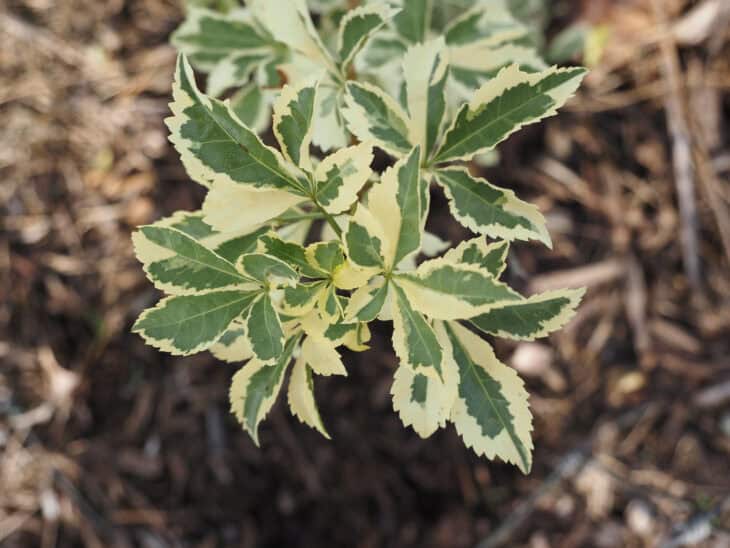 Five-fingered Aralia - Eleutherococcus sieboldianus
