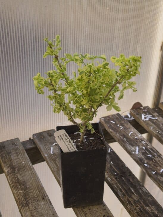 Five-fingered Aralia - Eleutherococcus sieboldianus