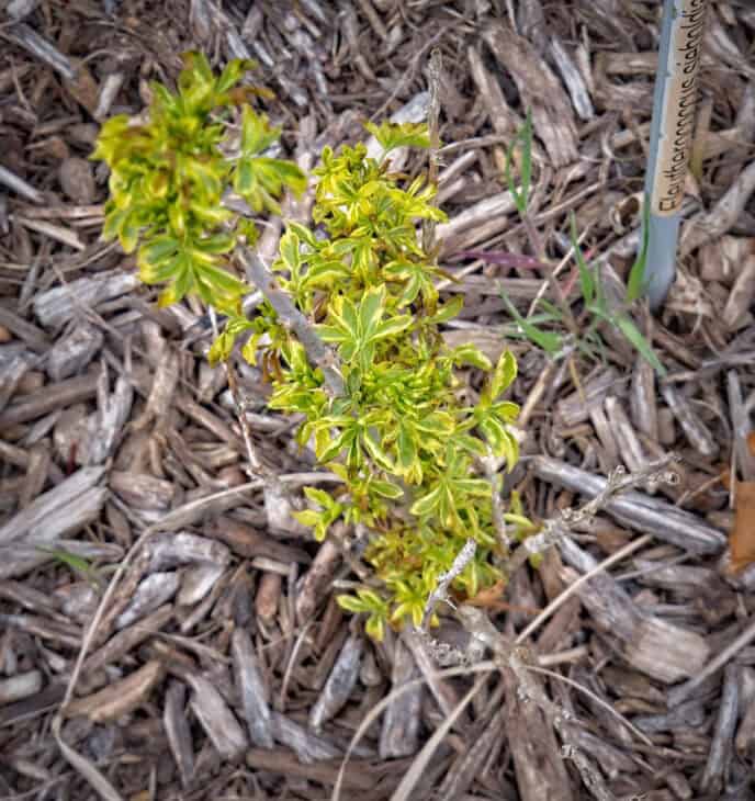 Five-fingered Aralia - Eleutherococcus sieboldianus