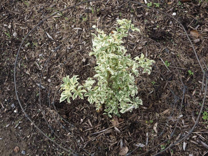 Five-fingered Aralia - Eleutherococcus sieboldianus