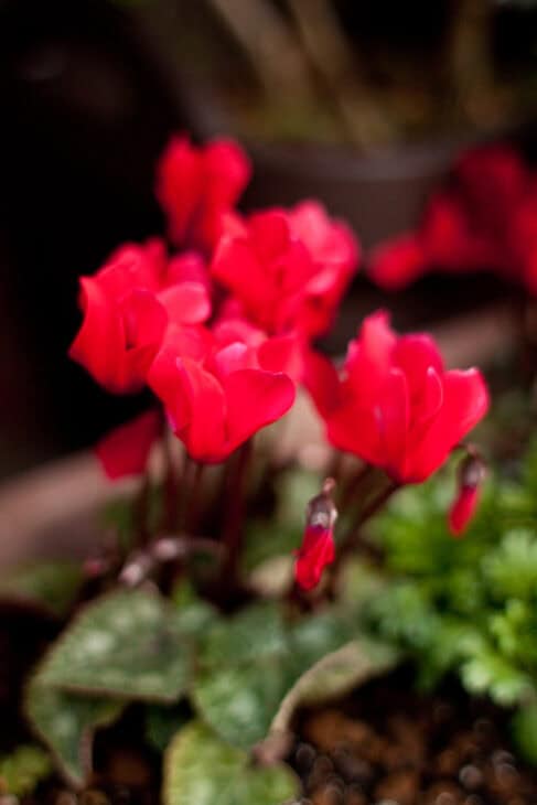 Florist's Cyclamen - Cyclamen persicum
