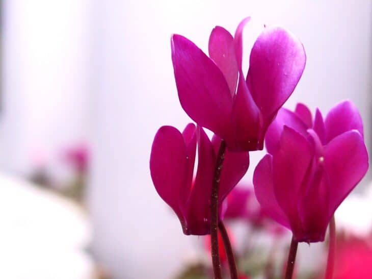 Florist's Cyclamen - Cyclamen persicum