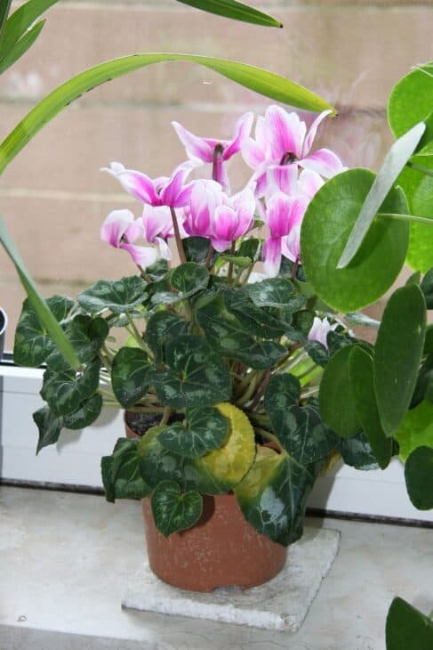 Florist's Cyclamen - Cyclamen persicum