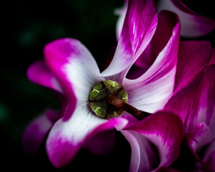 Florist's Cyclamen - Cyclamen persicum