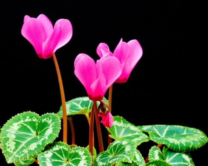 Florist's Cyclamen - Cyclamen persicum