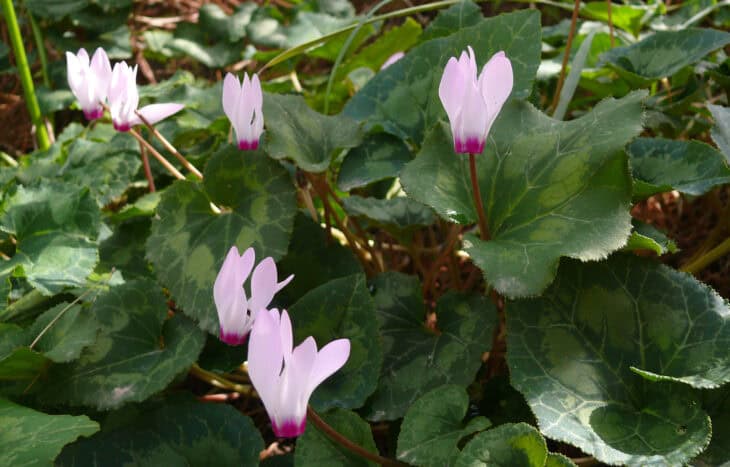 Florist's Cyclamen - Cyclamen persicum