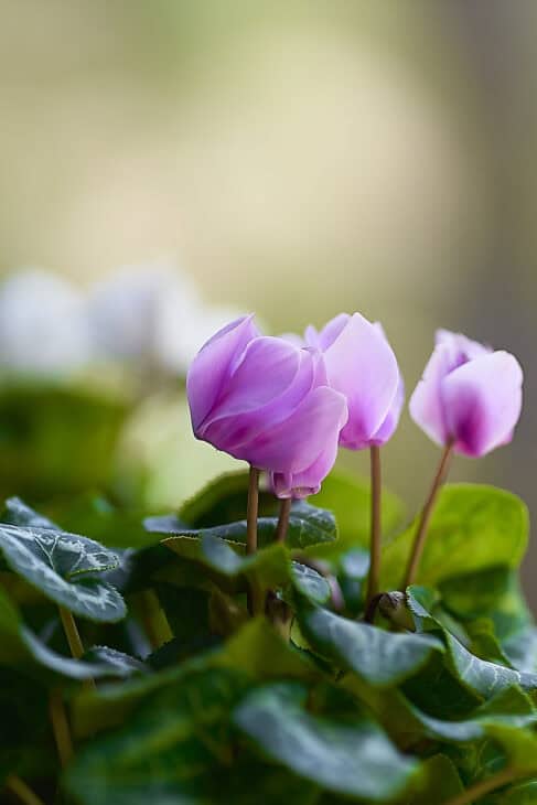 Florist's Cyclamen - Cyclamen persicum