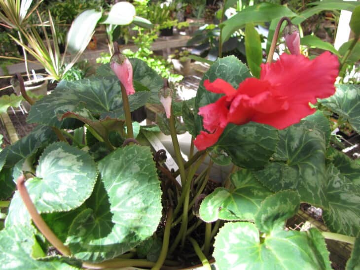 Florist's Cyclamen - Cyclamen persicum