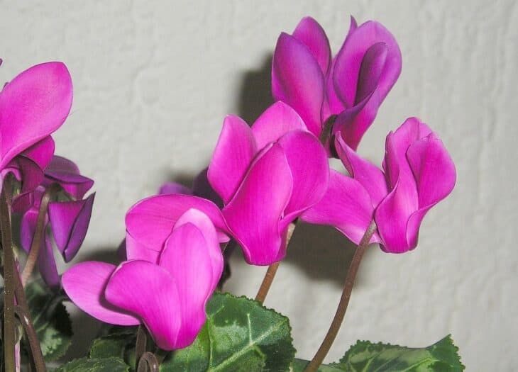 Florist's Cyclamen - Cyclamen persicum