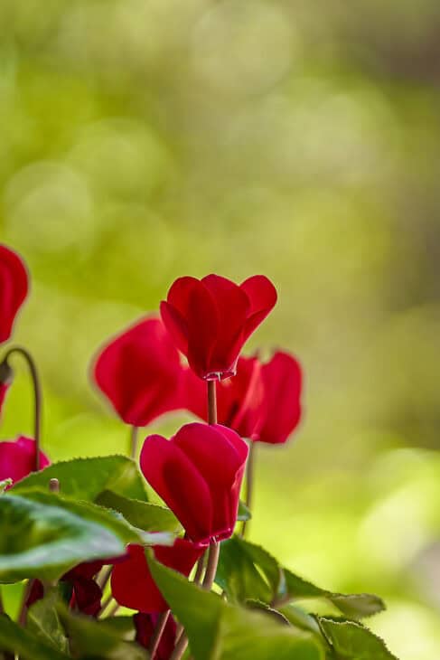 Florist's Cyclamen - Cyclamen persicum