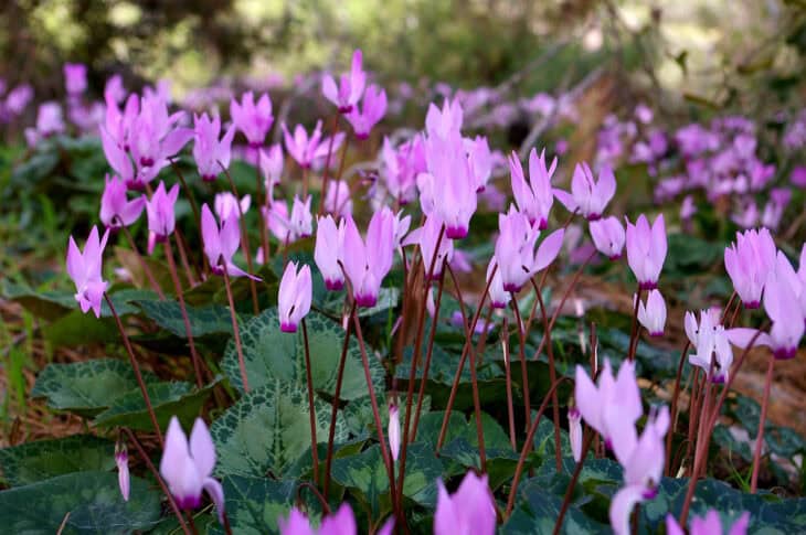 Florist's Cyclamen - Cyclamen persicum