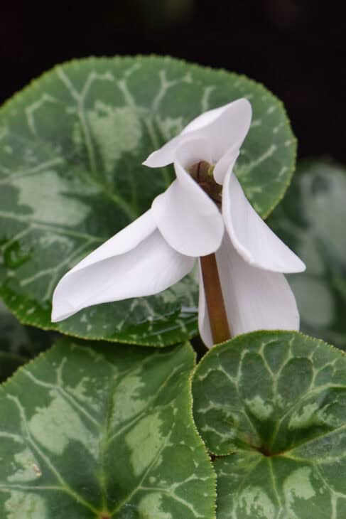 Florist's Cyclamen - Cyclamen persicum