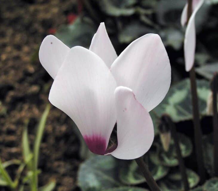 Florist's Cyclamen - Cyclamen persicum