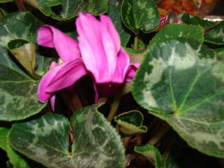 Florist's Cyclamen - Cyclamen persicum