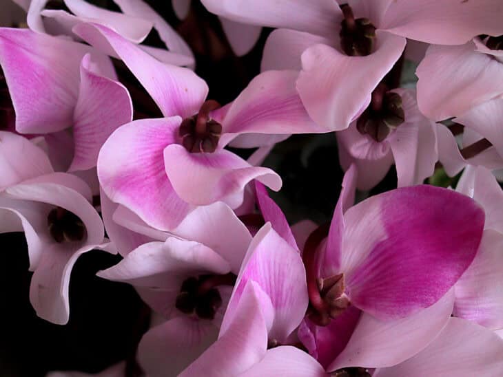 Florist's Cyclamen - Cyclamen persicum