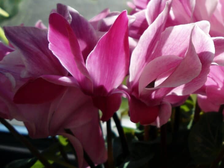 Florist's Cyclamen - Cyclamen persicum