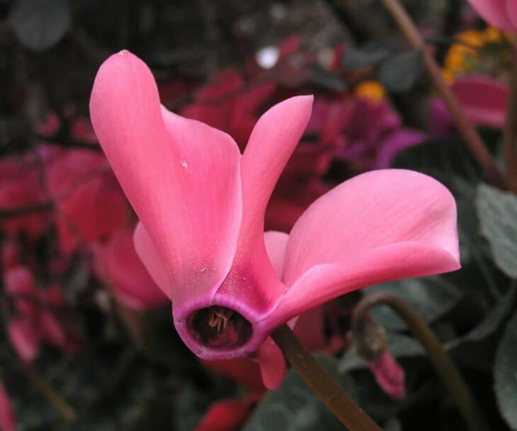 Florist's Cyclamen - Cyclamen persicum