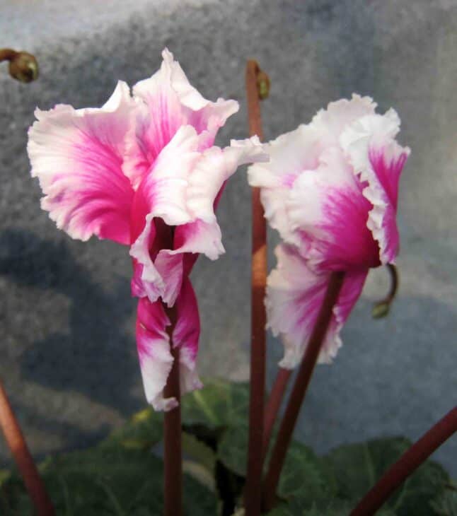 Florist's Cyclamen - Cyclamen persicum