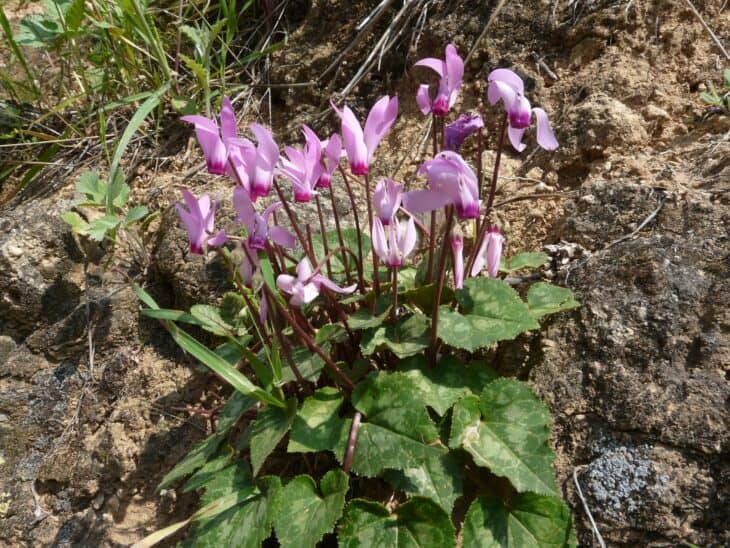 Florist's Cyclamen - Cyclamen persicum