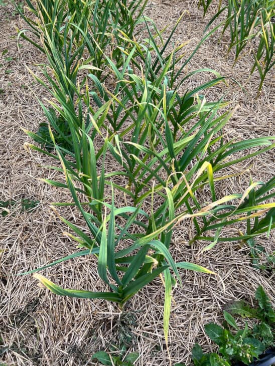 Garlic - Allium sativum