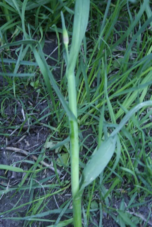 Garlic - Allium sativum