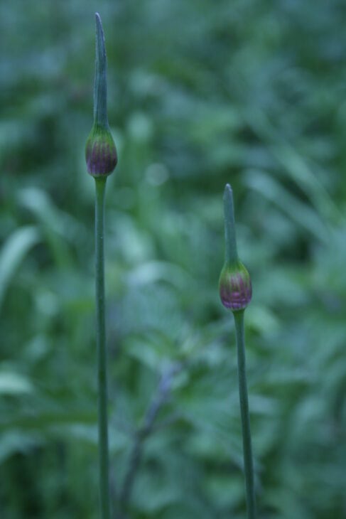 Garlic - Allium sativum