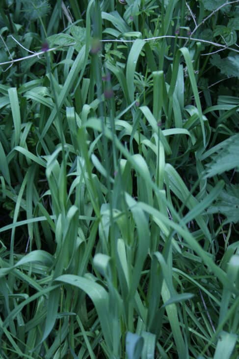 Garlic - Allium sativum