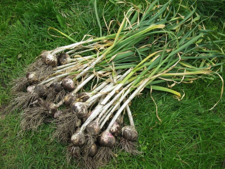 Garlic - Allium sativum