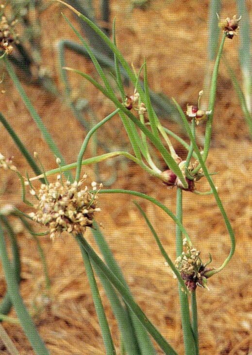 Garlic - Allium sativum