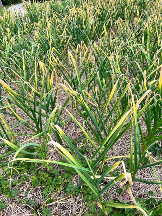 Garlic - Allium sativum