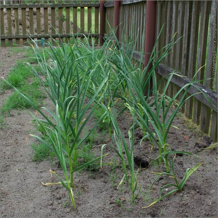 Garlic - Allium sativum