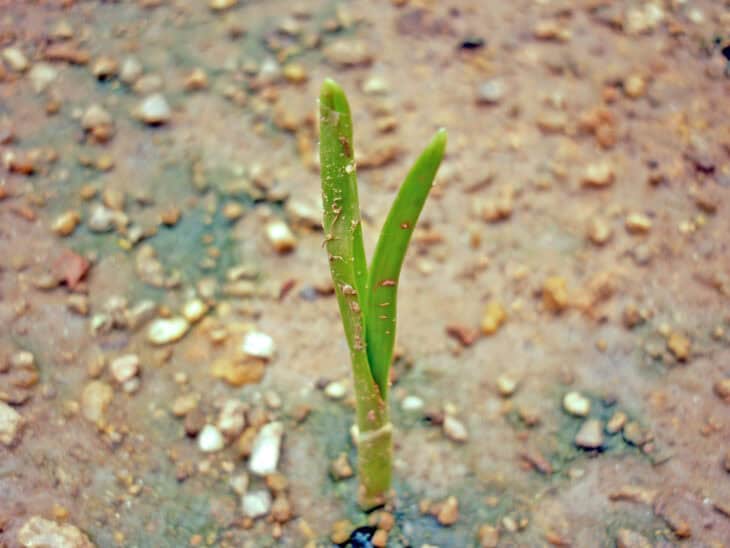 Garlic - Allium sativum