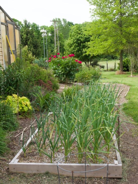 Garlic - Allium sativum